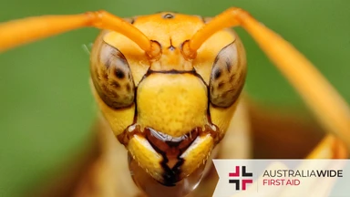 A close up of a yellow-orange insect