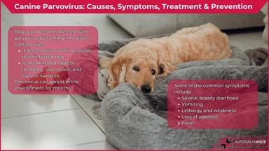 Parvovirus article header