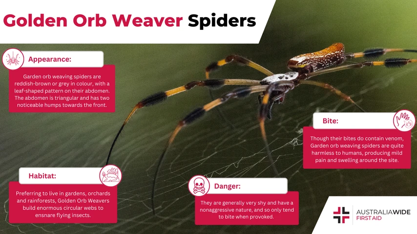 Golden orb weaving spider infographic